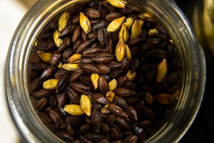 Close up of grain used for brewing
