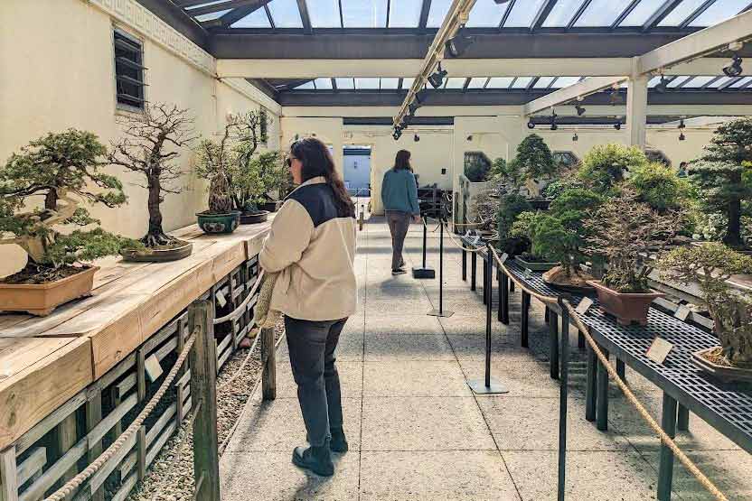 Free museums in DC - National Bonsai & Penjing Museum