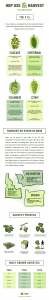 hops-infographic