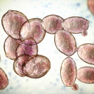 Tiny Yet Mighty: The Power of Yeast